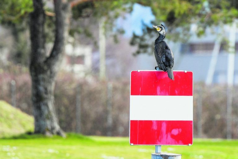 Walter Metzler. Frühling im Ländle.