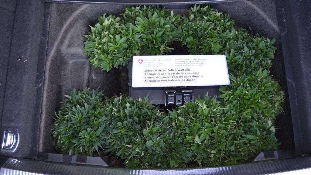 3300 Hanfsetzlinge statt Reserve-Rad