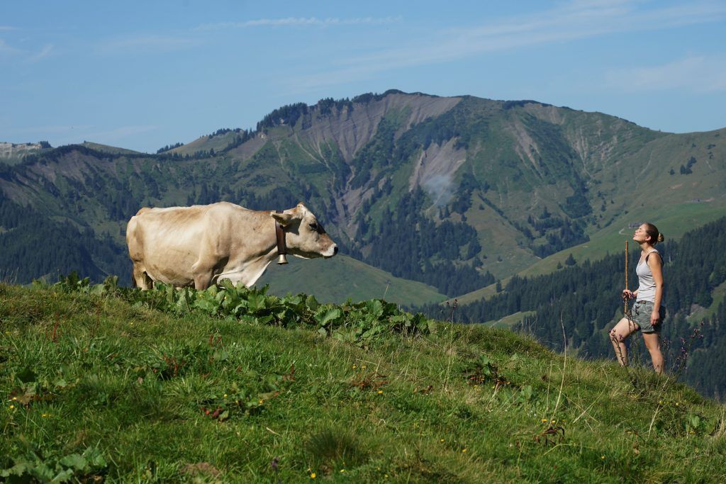 Warum unsere Älpler die Saison mit gemischten Gefühlen erwarten
