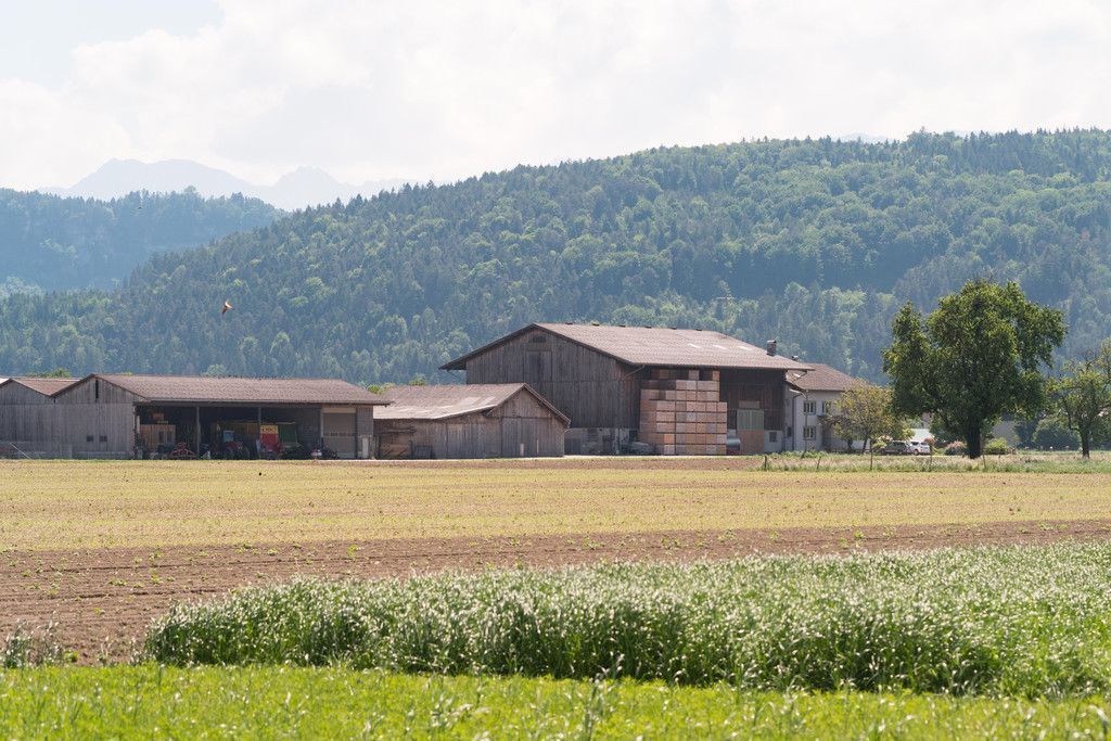 Entwarnung für den Allgäuer-Hof