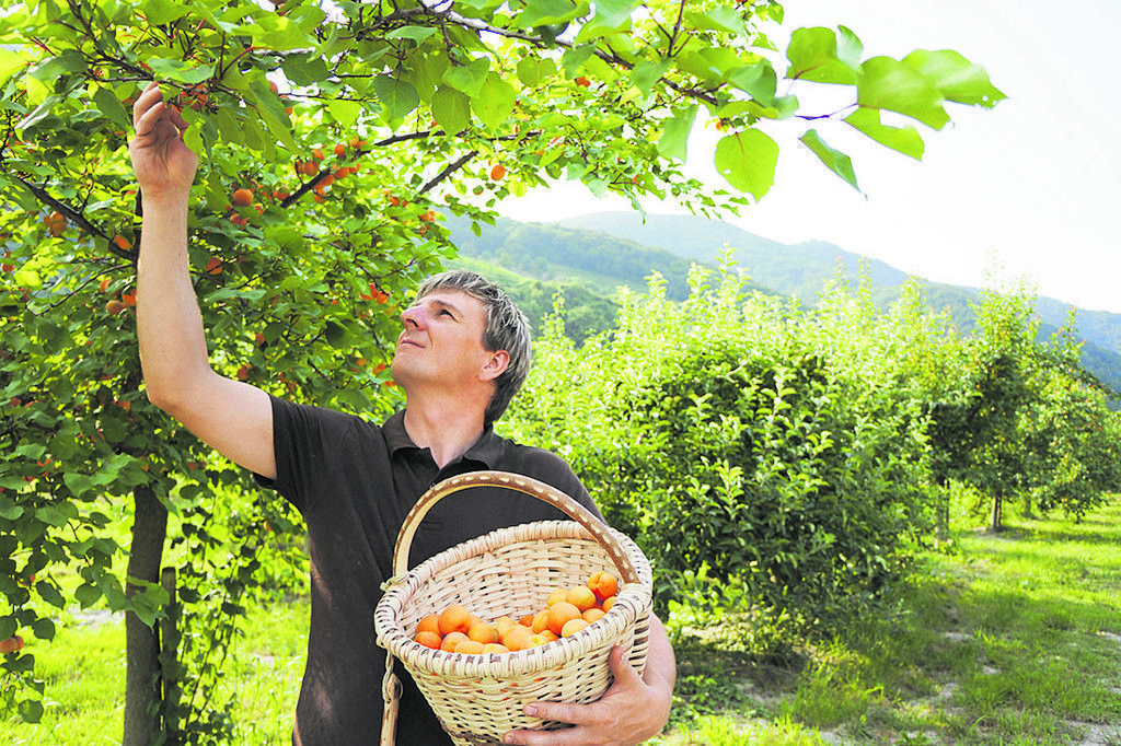 Gemütliche Wanderung durch die Marillengärten zur Erntezeit im Juli