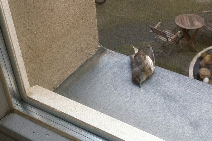 Vögel vor dem  „Scheibentod“ retten