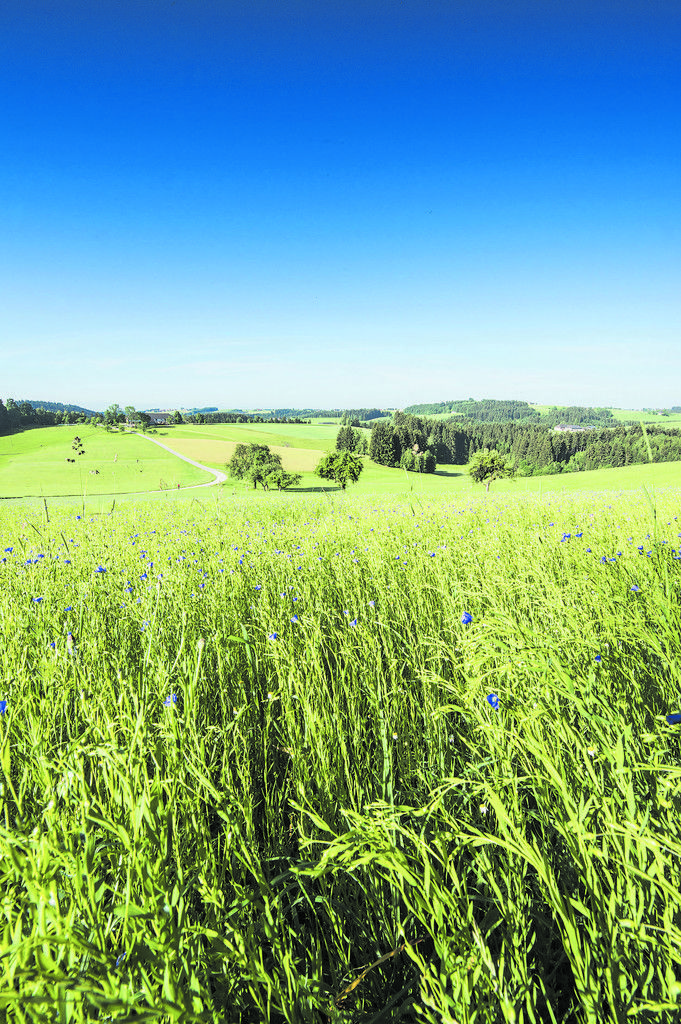 Leinfelder mit Weitblick. Ein typisches Bild im Mühlviertel.OÖ Tourismus/Erber (3)
