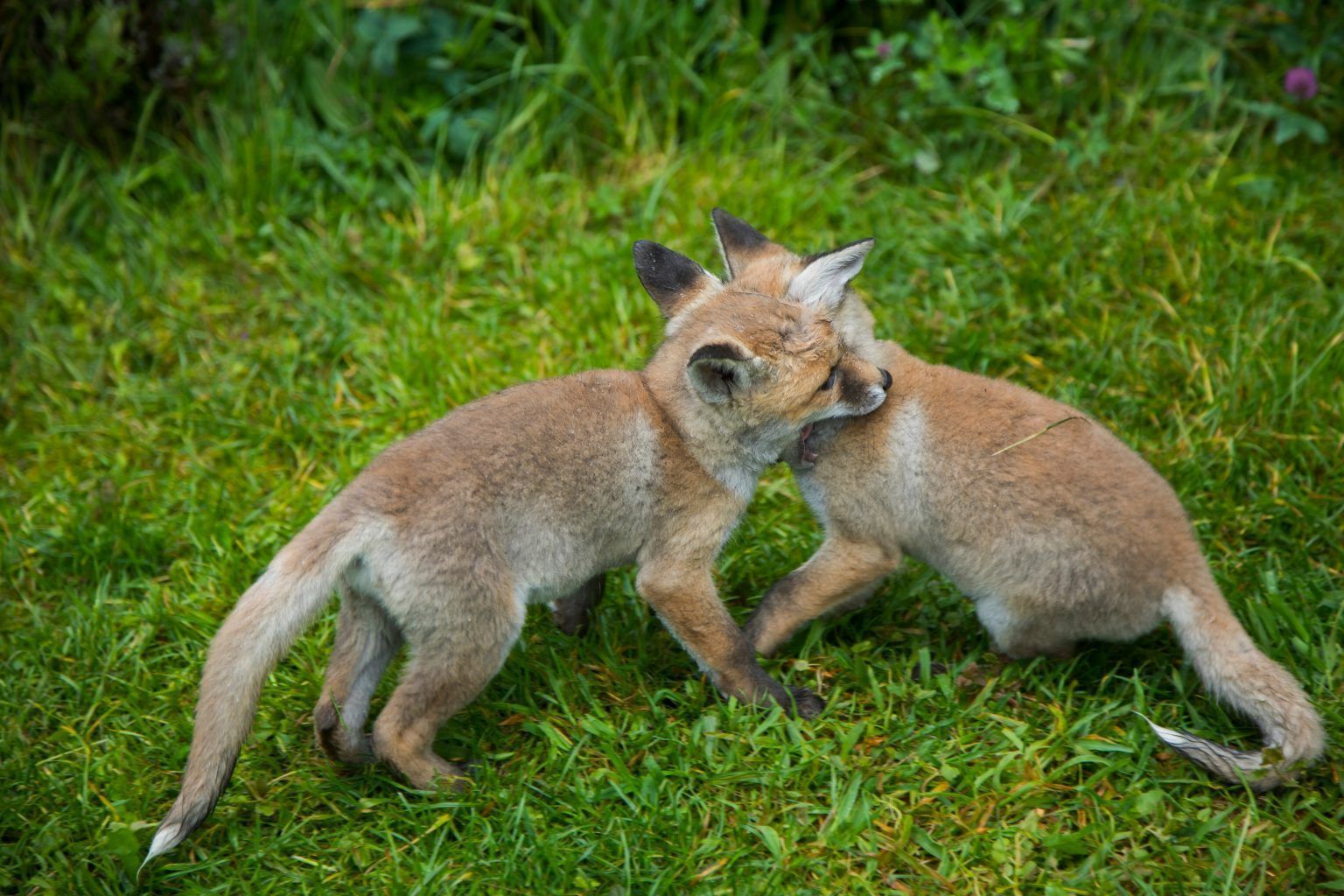Darf Man Einen Fuchs Als Haustier Halten