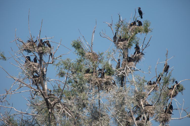 Wie es dem Fressmonster Kormoran nun an den Kragen gehen könnte