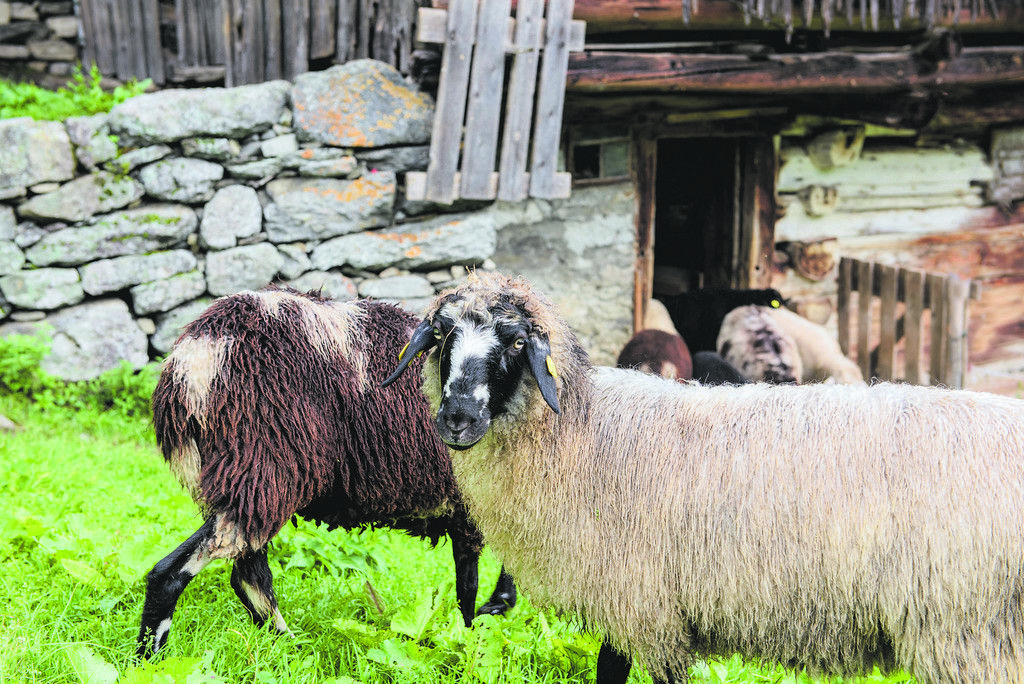 Stolz, ehrlich, robust