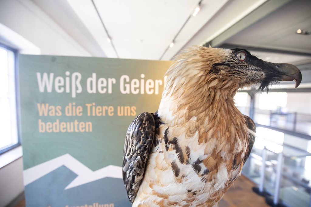 Zum Vorteilspreis in die inatura Dornbirn