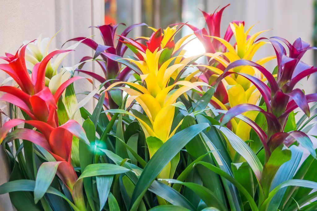 Pflanzen verschönern das Bad