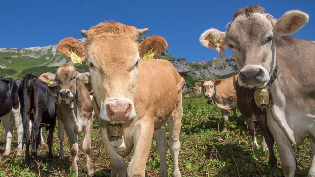 "Guter Tag für den Tierschutz in Europa"