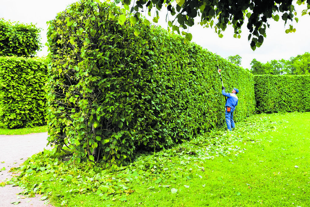 Zaun, Hecke oder Mauer?