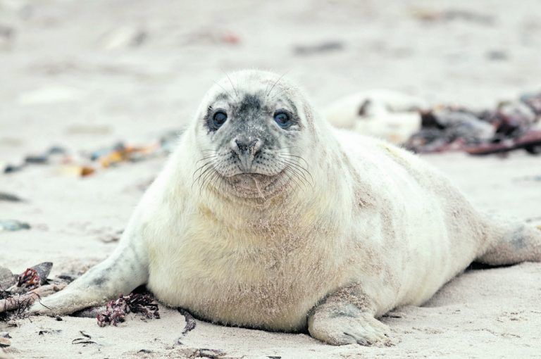 Kegelrobben kann man in Nordfriesland häufig beobachten.Shutterstock