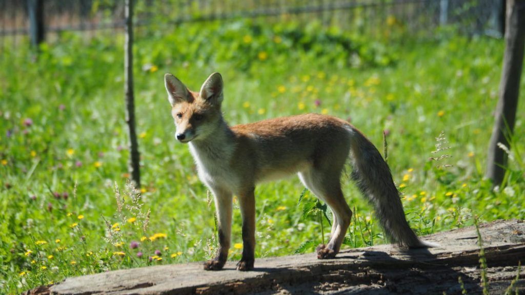 Süßer Nachwuchs für Feldkircher Wildpark