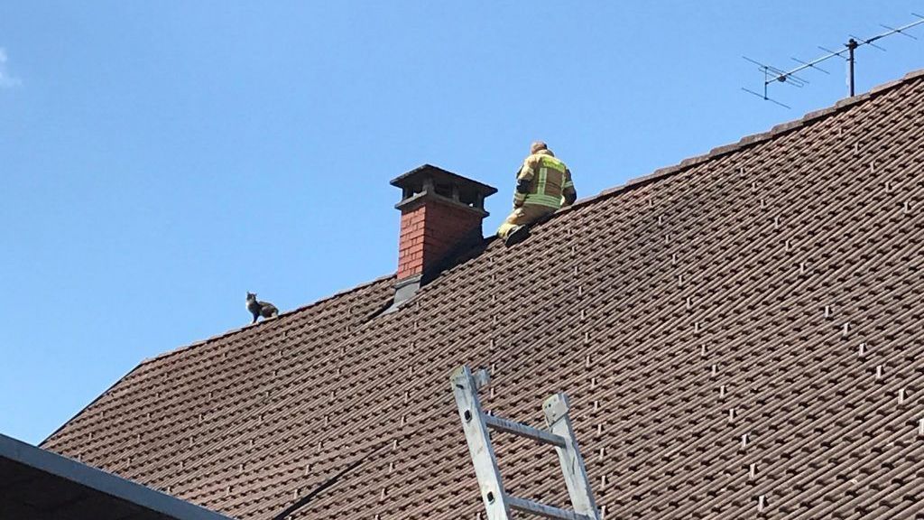 Katze von Hausdach in Lauterach gerettet