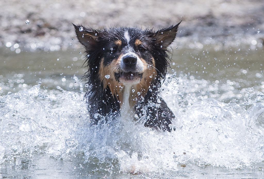 Neue Formel zur Umrechnung von Hunde- und Menschenjahren