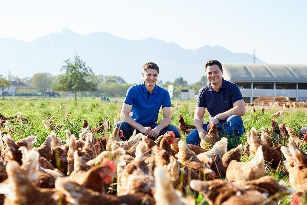 Bei Bio-Eiern ist  der Gockel mit dabei