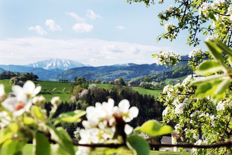 Weinfranz.at