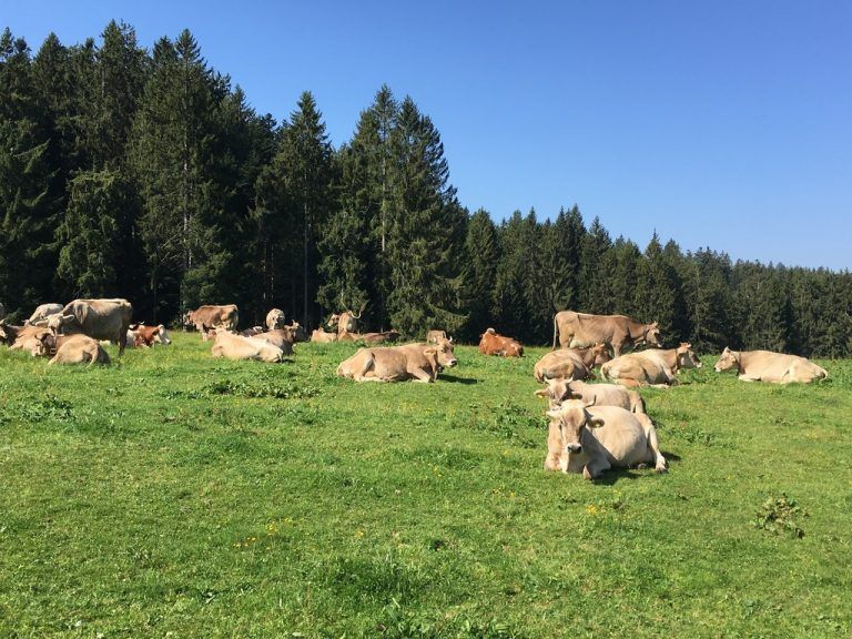 Alpenidylle am gestrigen Mittwoch auf der Alpe Oberlose. Viele suchen Alpen derzeit zur Erholung auf. VoL.at/Mayer