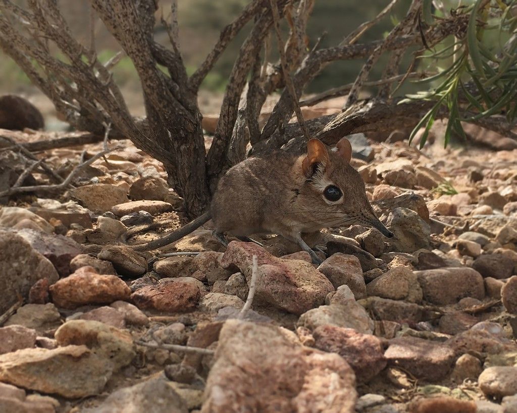 Elefantenspitzmaus-Art in Afrika wiederentdeckt