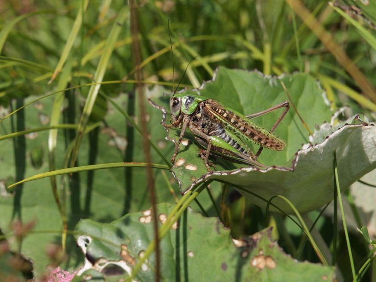 Die Insektenvielfalt entdecken, heißt es bei der Biotopexkursion. Johanna Kronberger