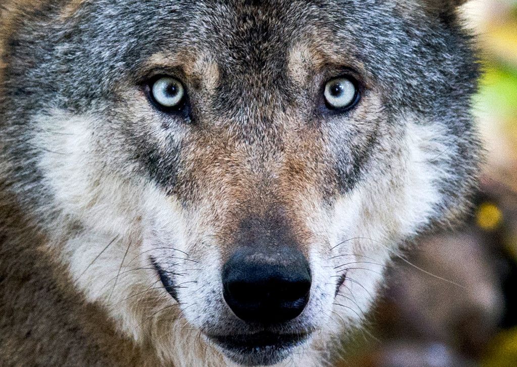Gewissheit über gerissenes Schaf in Bartholomäberg. Es war ein Wolf. »A4