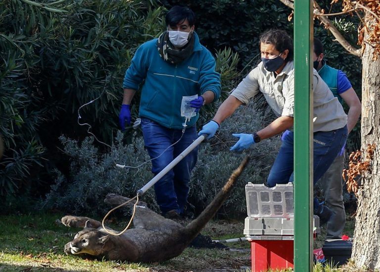 Wilder Puma auf Spaziergang sorgt in Nobelvorort für Aufregung ...