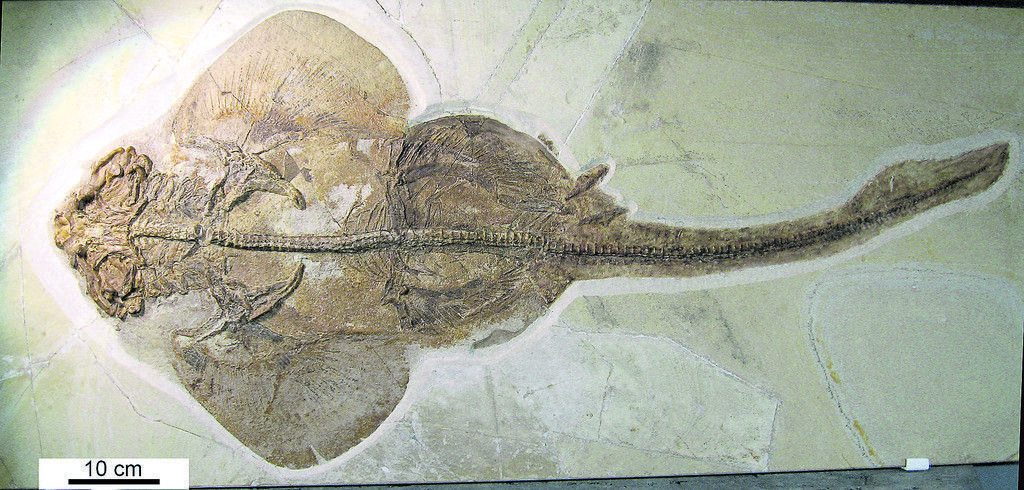 Zwischen Hai und Rochen: Der evolutionäre Vorteil der Meerengel