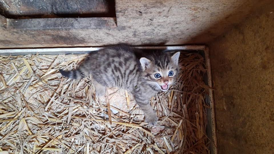 Diesen putzigen Nachwuchs gibt es derzeit im Wildpark