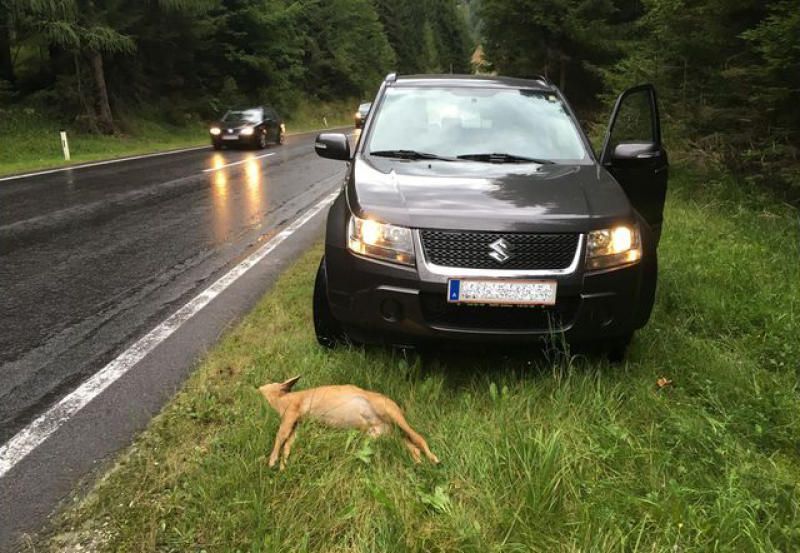 Alle 29 Stunden ein Wildunfall in Vorarlberg