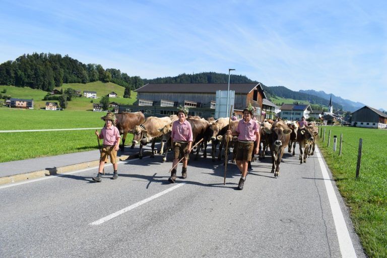 Älpler kommen nach Lingenau