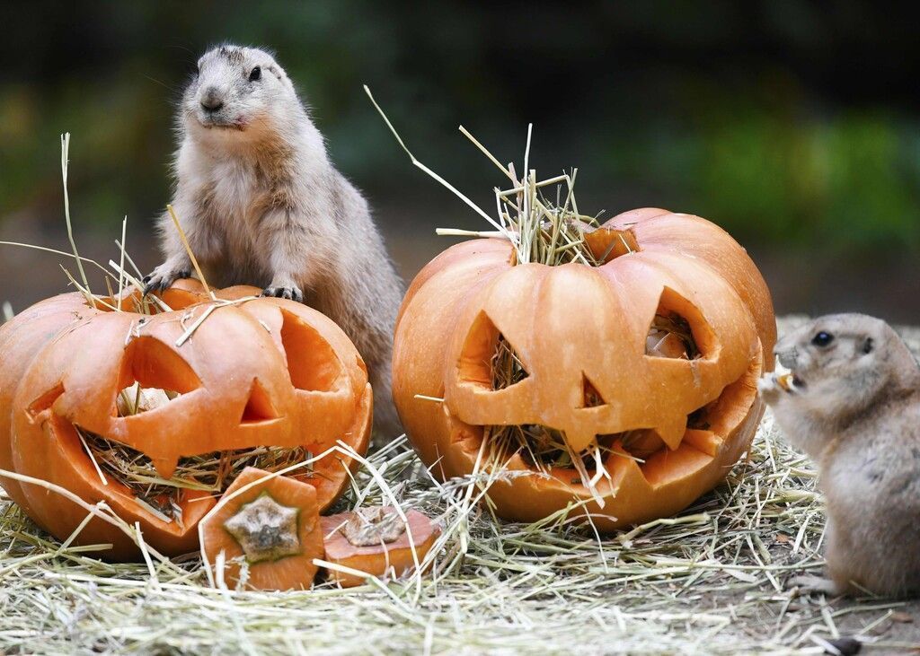 Halloween im Zoo: Von wegen gruselig!