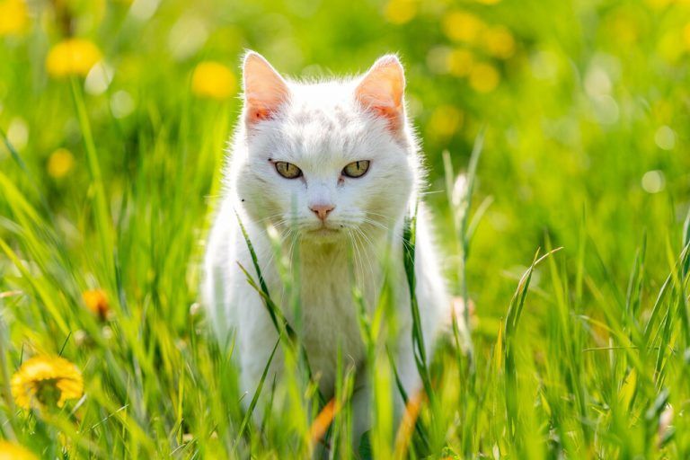Gefährliche Zone für Katzen in Lauterach