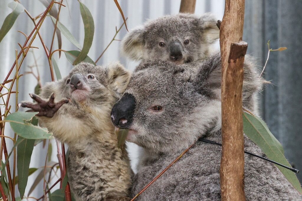 Koalas gerettet