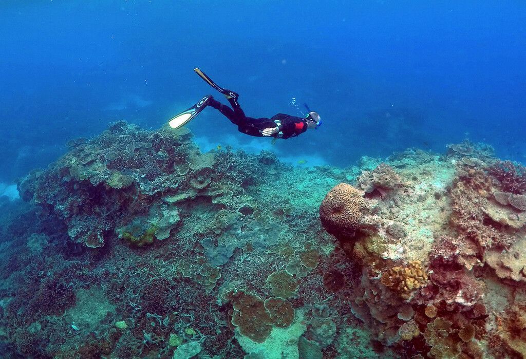 500 Meter hohes Korallenriff im Great Barrier Reef entdeckt