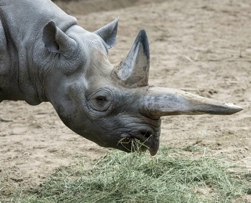 Weltweit ältestes Nashorn gestorben
