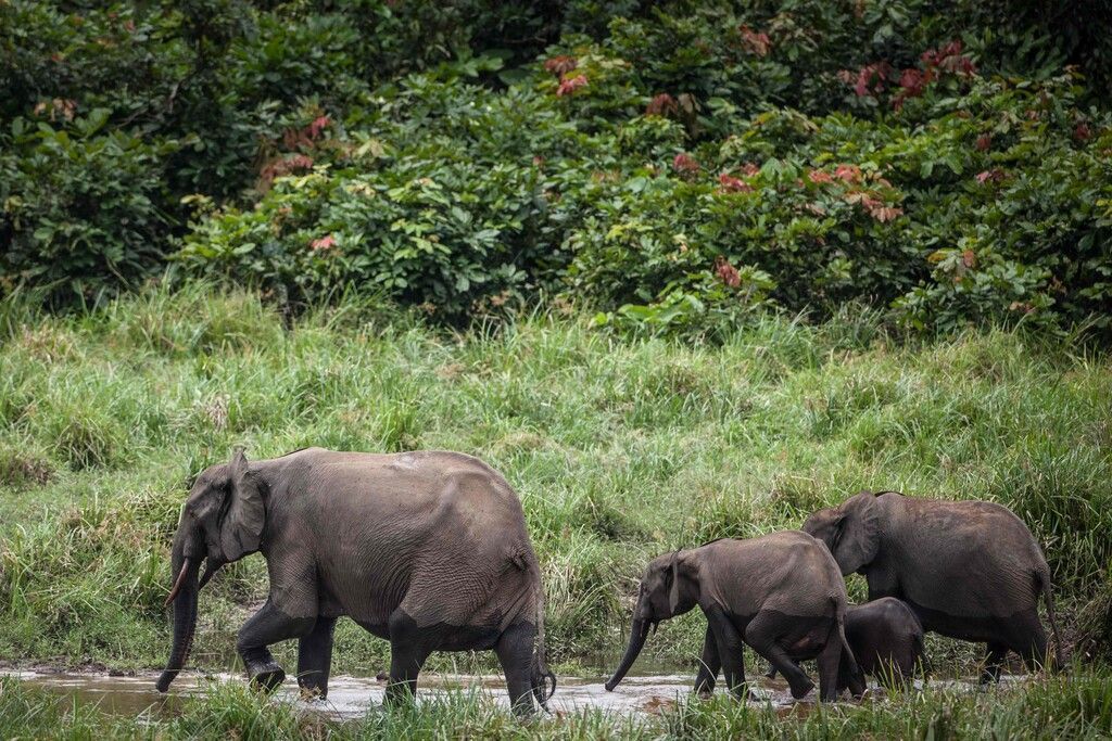 Immer weniger Waldelefanten in der Elfenbeinküste
