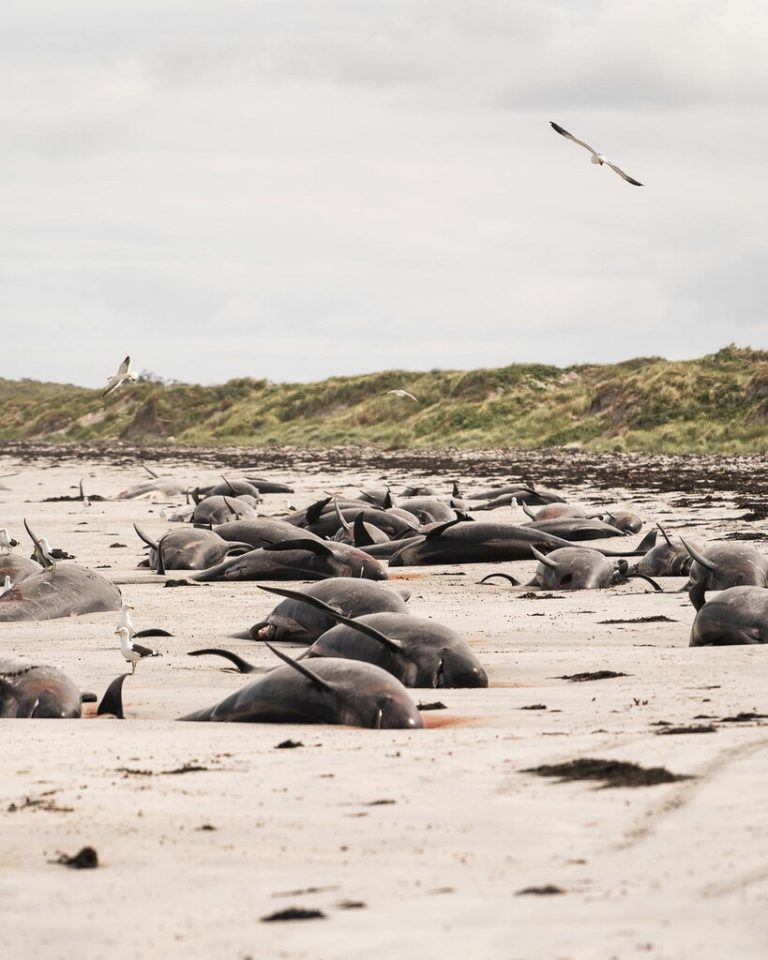 69 Tiere seien bereits tot gewesen, als Helfer die abgelegene Region erreicht haben.