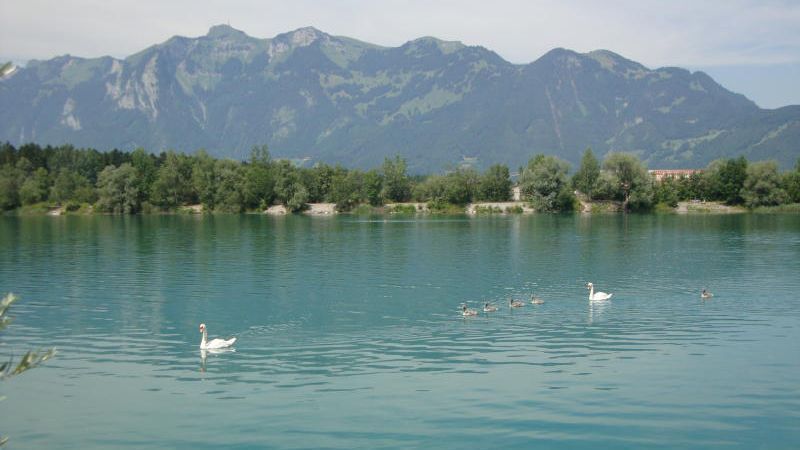 Feldkirch: Kormoran-Jäger schießt knapp an Fischern vorbei