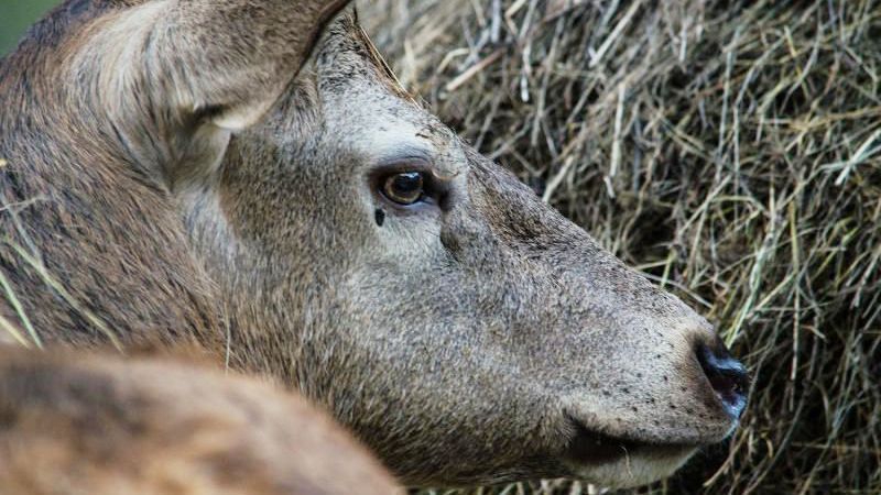 Wilderer schießt Rehbock in Bludenz