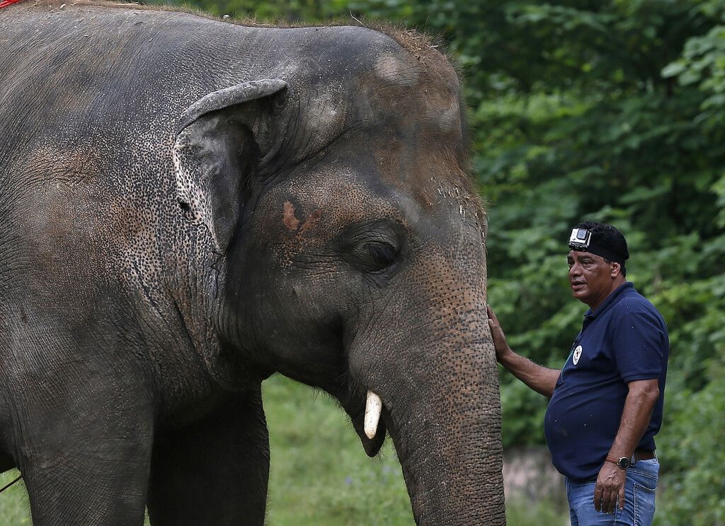Elefant Kaavans neue Freiheit
