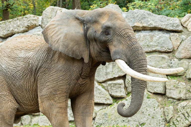 Elefantenbulle „Tembo“ soll im Tiergarten Schönbrunn für Nachwuchs sorgen. APA