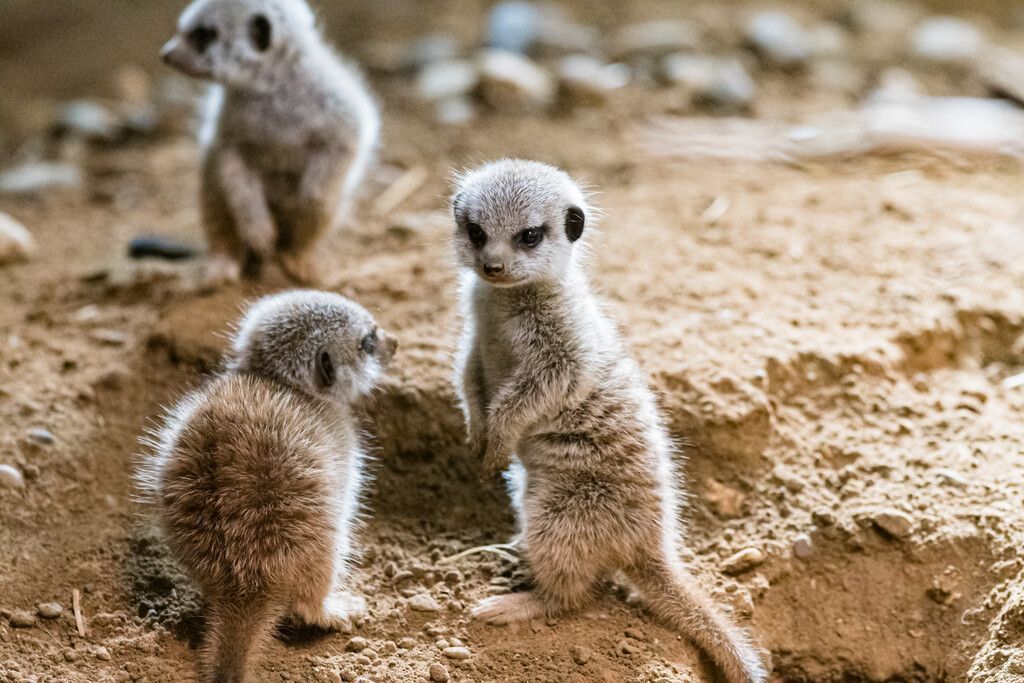 Quirliger Nachwuchs