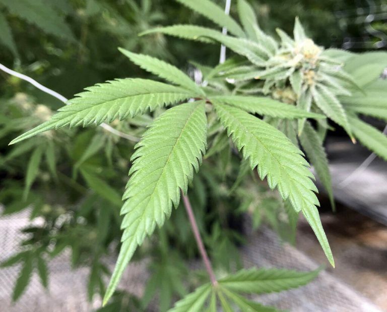 Gerichtsurteil: Hanf-Wirkstoff CBD ist kein Suchtmittel. »D2