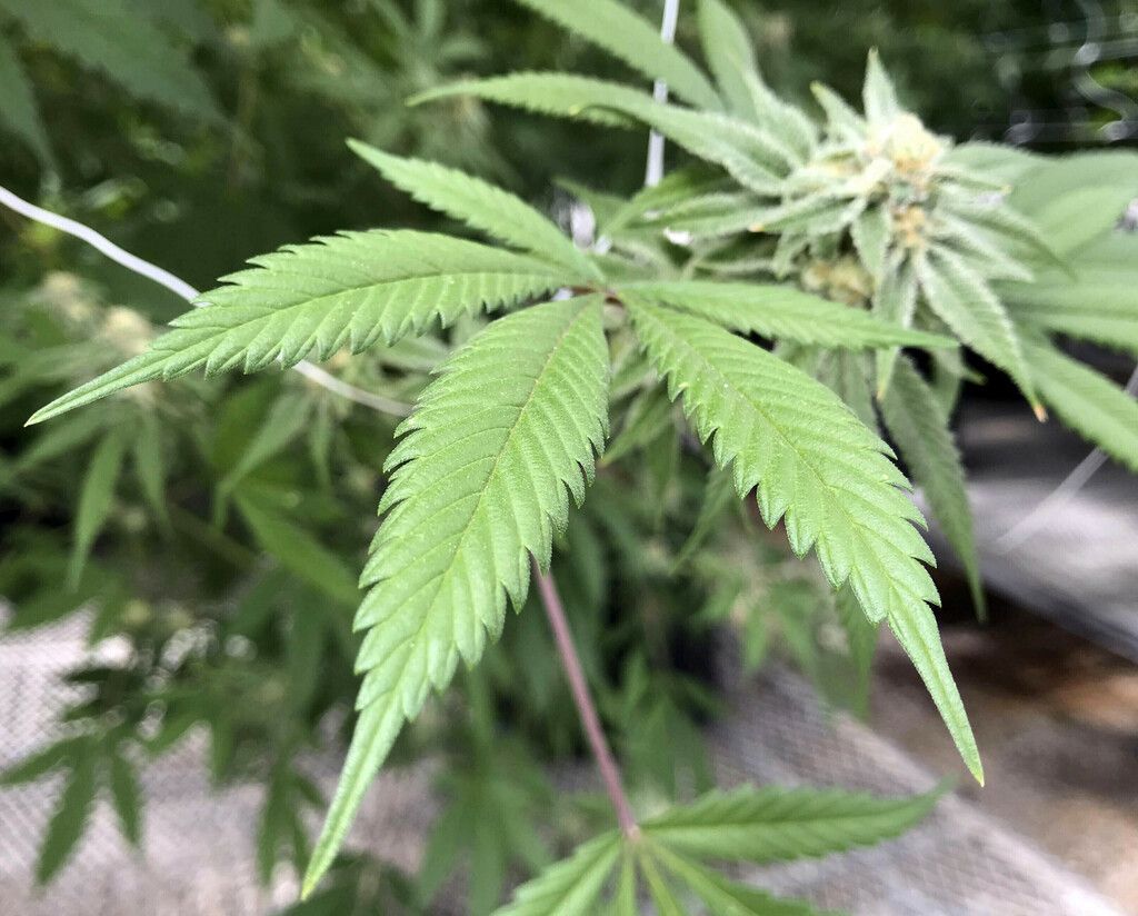 Gerichtsurteil: Hanf-Wirkstoff CBD ist kein Suchtmittel. »D2