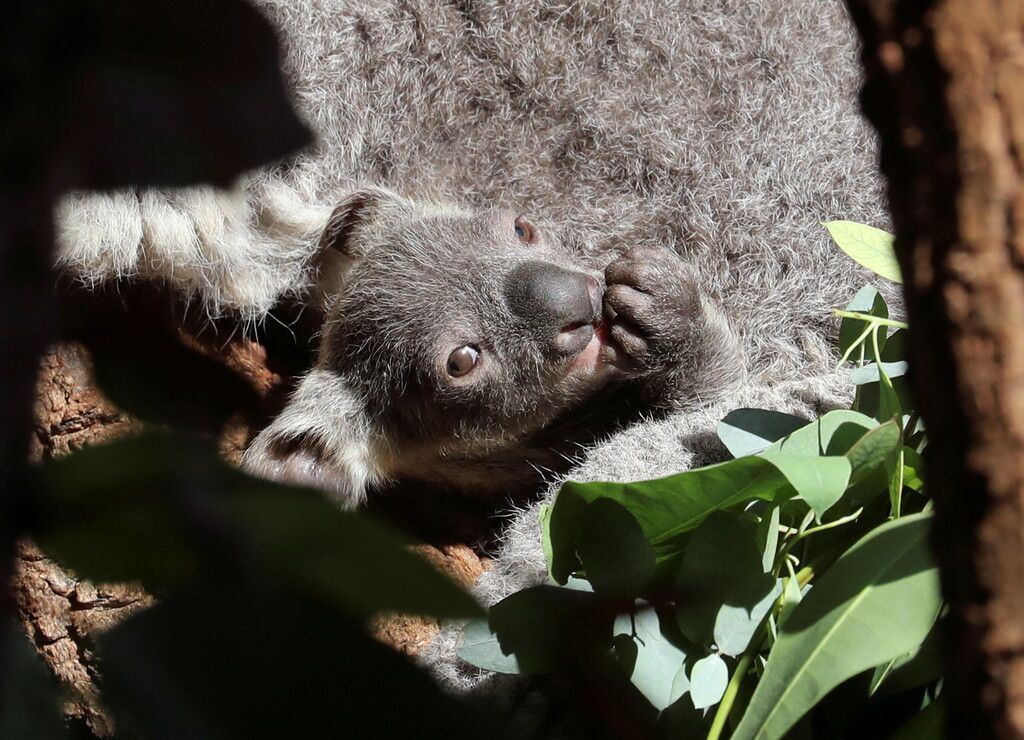 Süßer Minikoala