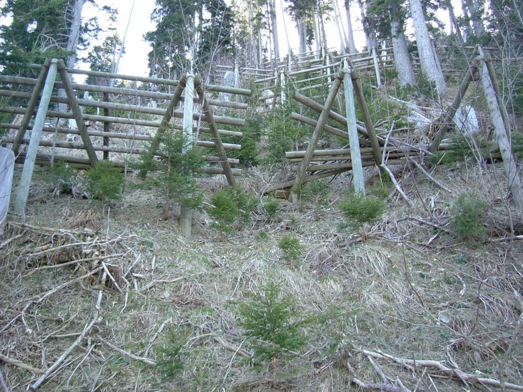 Frassenwald in Ludesch frisch gesichert
