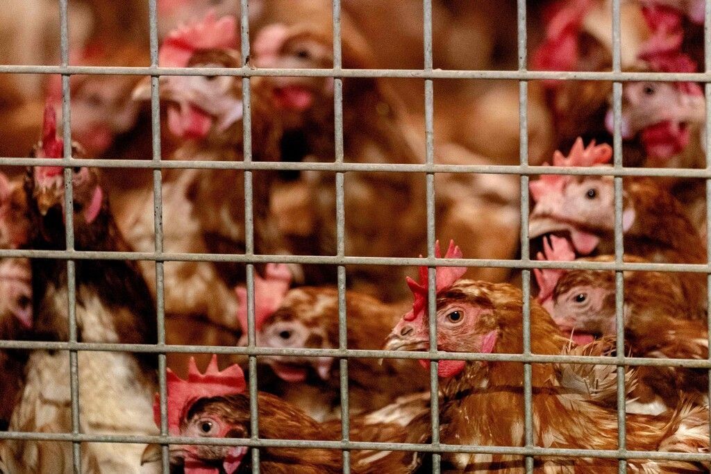 Geflügelpest erreicht Betrieb mit 70.000 Tieren
