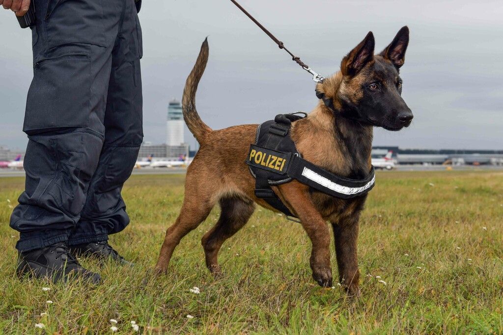Vom Tierheim in  den Polizeidienst