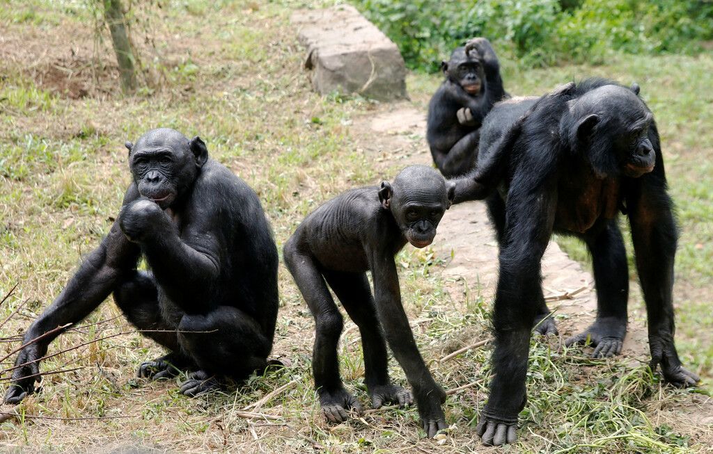 Bonobos sind äußerst pflichtbewusste und treue Artgenossen