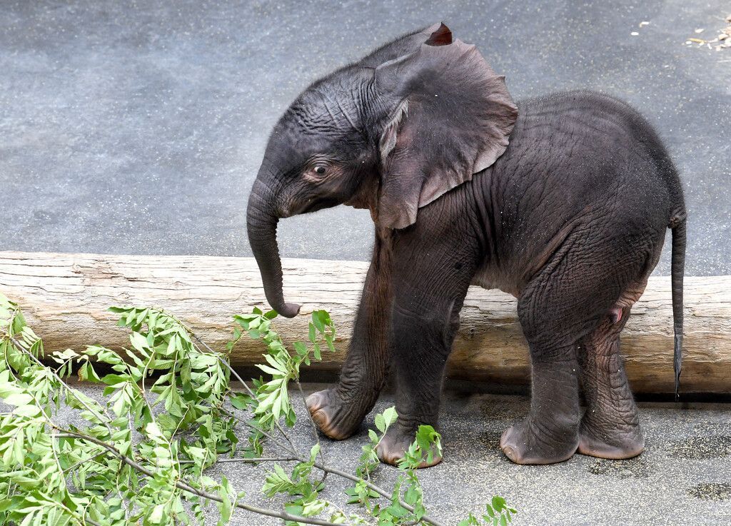 &#8220;Babyelefant&#8221; ist  Wort des Jahres