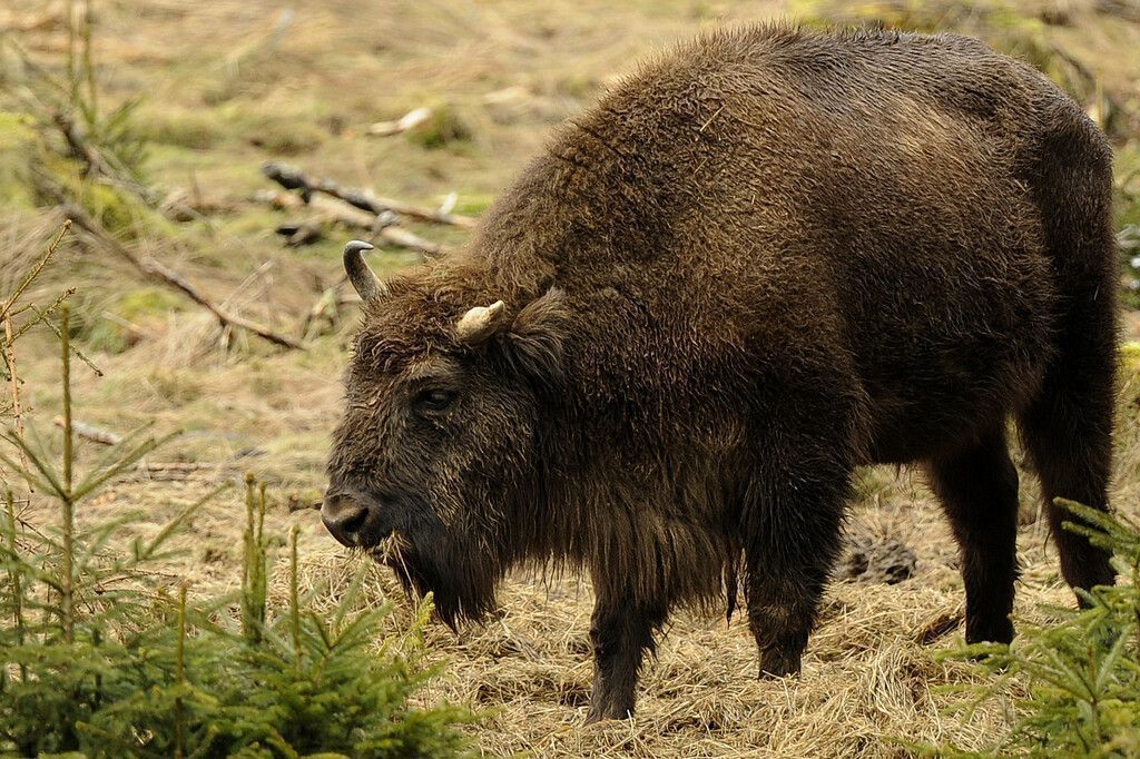 Neue Liste der bedrohten Arten: Wisent weniger gefährdet